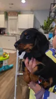 Thor, a male Miniature Dachshund for sale in Roanoke, VA – Photo 1 of 4