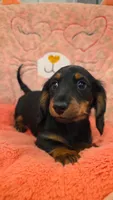 Thor, a male Miniature Dachshund for sale in Roanoke, VA – Photo 4 of 4