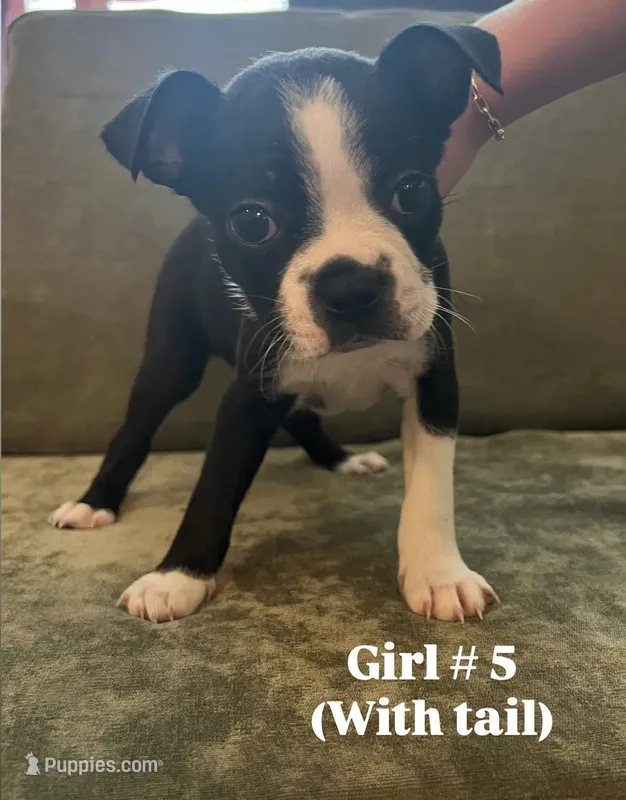 Girl #5 – Boston Terrier puppy for sale in Modesto, CA