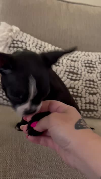 Raven, a female Boston Terrier for sale in Modesto, CA – 2 of 2