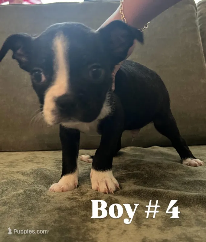 Boy #4 – Boston Terrier puppy for sale in Modesto, CA