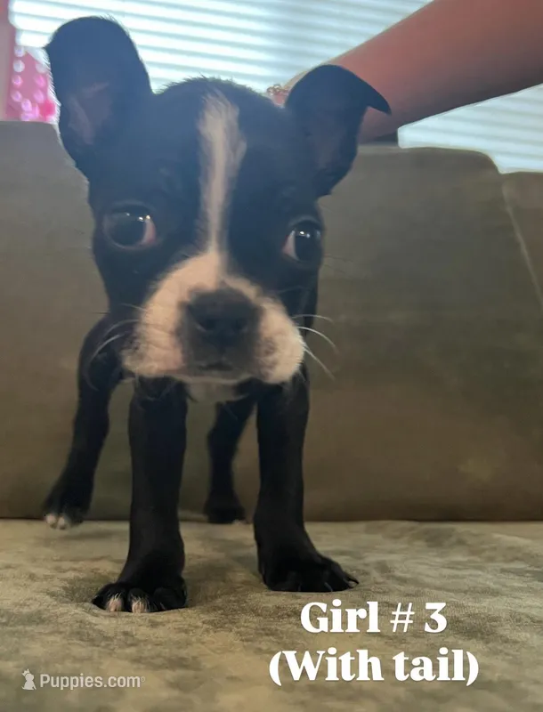 Girl #3 – Boston Terrier puppy for sale in Modesto, CA