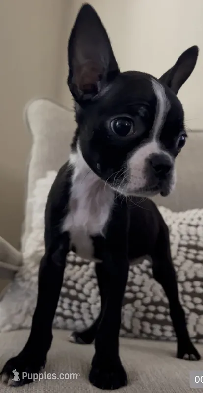 Raven, a female Boston Terrier for sale in Modesto, CA – 1 of 2