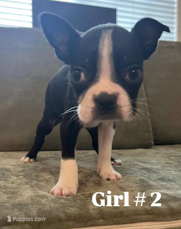 Girl #2 – Boston Terrier puppy for sale in Modesto, CA