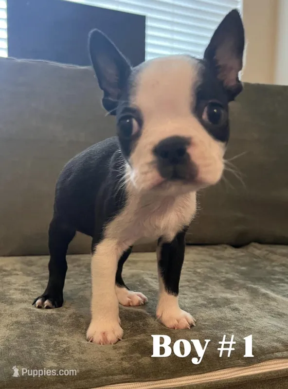 Boy #1 – Boston Terrier puppy for sale in Modesto, CA