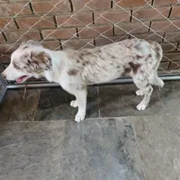 Chocolate Merle 1, a male Border Collie for sale in Houston, TX – Photo 2 of 2