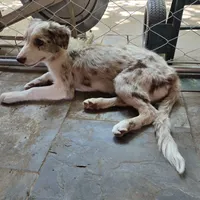 Chocolate Merle 1, a male Border Collie for sale in Houston, TX – Photo 1 of 2