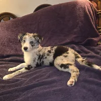 Puppy H, a male Border Collie for sale in Houston, TX – Photo 6 of 8