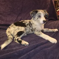 Puppy H, a male Border Collie for sale in Houston, TX – Photo 4 of 8