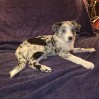 Puppy H, a male Border Collie for sale in Houston, TX – Photo 8 of 8