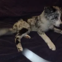 Puppy H, a male Border Collie for sale in Houston, TX – Photo 2 of 8