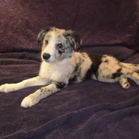 Puppy H, a male Border Collie for sale in Houston, TX – Photo 5 of 8