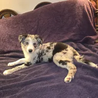 Puppy H, a male Border Collie for sale in Houston, TX – Photo 7 of 8