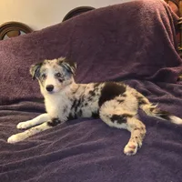 Puppy H, a male Border Collie for sale in Houston, TX – Photo 3 of 8