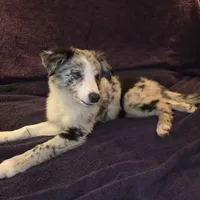 Puppy H, a male Border Collie for sale in Houston, TX – Photo 1 of 8