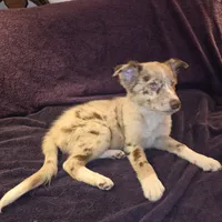 Puppy C, a male Border Collie for sale in Houston, TX – Photo 3 of 6