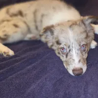 Puppy C, a male Border Collie for sale in Houston, TX – Photo 6 of 6