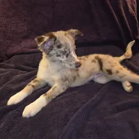 Puppy C, a male Border Collie for sale in Houston, TX – Photo 1 of 6