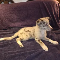 Puppy C, a male Border Collie for sale in Houston, TX – Photo 2 of 6