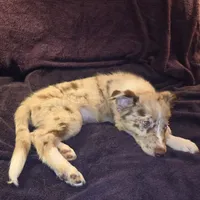 Puppy C, a male Border Collie for sale in Houston, TX – Photo 5 of 6