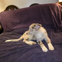 Puppy C, a male Border Collie for sale in Houston, TX – Photo 4 of 6