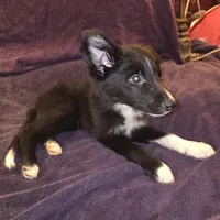 Puppy E, a male Border Collie for sale in Houston, TX – Photo 5 of 6