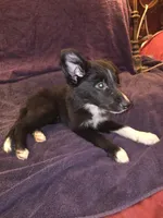 Puppy E, a male Border Collie for sale in Houston, TX – Photo 5 of 6