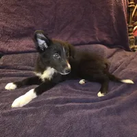 Puppy E, a male Border Collie for sale in Houston, TX – Photo 2 of 6