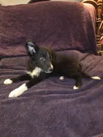 Puppy E, a male Border Collie for sale in Houston, TX – Photo 2 of 6