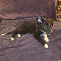 Puppy E, a male Border Collie for sale in Houston, TX – Photo 3 of 6