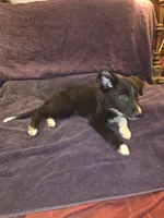 Puppy E, a male Border Collie for sale in Houston, TX – Photo 3 of 6