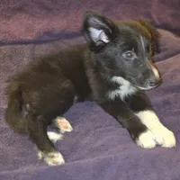 Puppy E, a male Border Collie for sale in Houston, TX – Photo 6 of 6