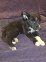 Puppy E, a male Border Collie for sale in Houston, TX – Photo 6 of 6