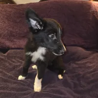Puppy E, a male Border Collie for sale in Houston, TX – Photo 1 of 6