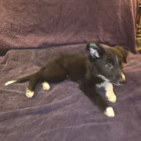 Puppy E, a male Border Collie for sale in Houston, TX – Photo 4 of 6