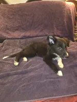 Puppy E, a male Border Collie for sale in Houston, TX – Photo 4 of 6