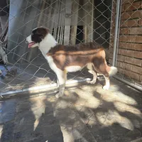 Chocolate 1, a female Border Collie for sale in Houston, TX – Photo 7 of 9