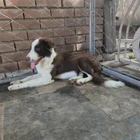 Chocolate 1, a female Border Collie for sale in Houston, TX – Photo 8 of 9