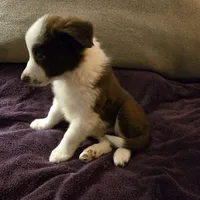 Chocolate 1, a female Border Collie for sale in Houston, TX – Photo 2 of 9