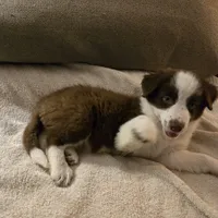 Chocolate 1, a female Border Collie for sale in Houston, TX – Photo 3 of 9