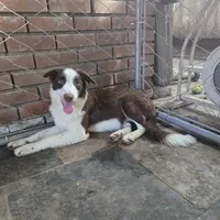 Chocolate 1, a female Border Collie for sale in Houston, TX – Photo 6 of 9
