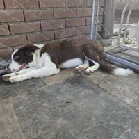 Chocolate 1, a female Border Collie for sale in Houston, TX – Photo 9 of 9