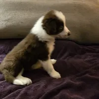 Chocolate 1, a female Border Collie for sale in Houston, TX – Photo 1 of 9