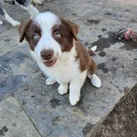 Chocolate 1, a female Border Collie for sale in Houston, TX – Photo 5 of 9