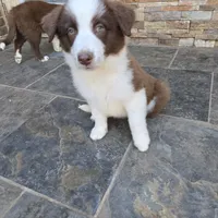 Chocolate 1, a female Border Collie for sale in Houston, TX – Photo 4 of 9