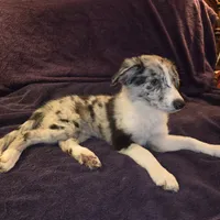 Puppy F, a male Border Collie for sale in Houston, TX – Photo 1 of 6