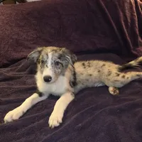 Puppy F, a male Border Collie for sale in Houston, TX – Photo 4 of 6