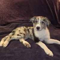 Puppy F, a male Border Collie for sale in Houston, TX – Photo 2 of 6