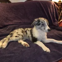 Puppy F, a male Border Collie for sale in Houston, TX – Photo 6 of 6