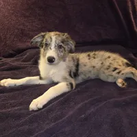 Puppy F, a male Border Collie for sale in Houston, TX – Photo 3 of 6